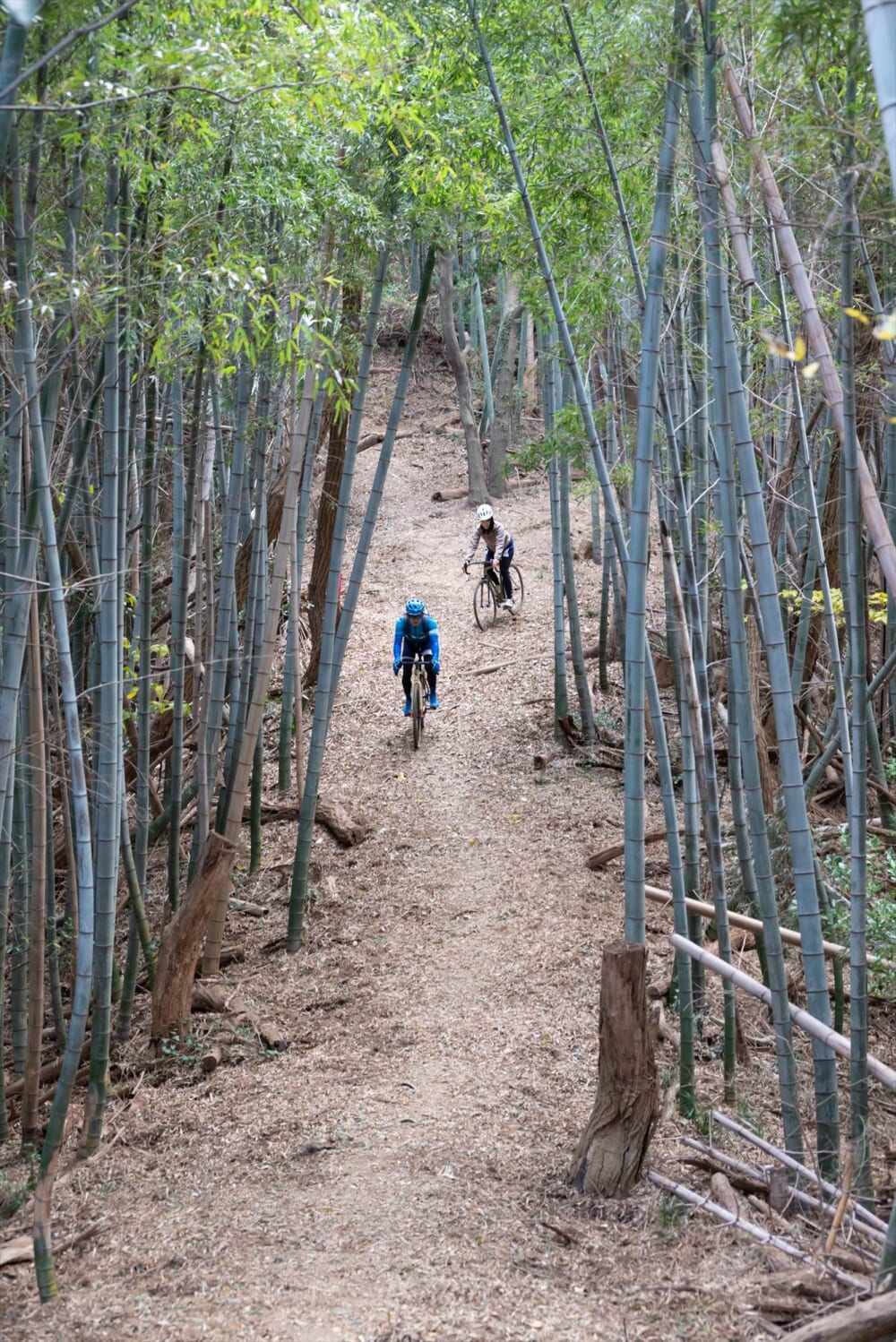 因島グラベルコースの竹林