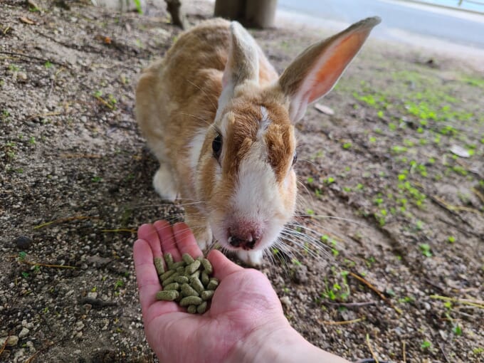 大久野島のウサギに餌をあげている写真